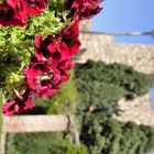 Rose mit verschwommenen Gebäude im Hintergrund