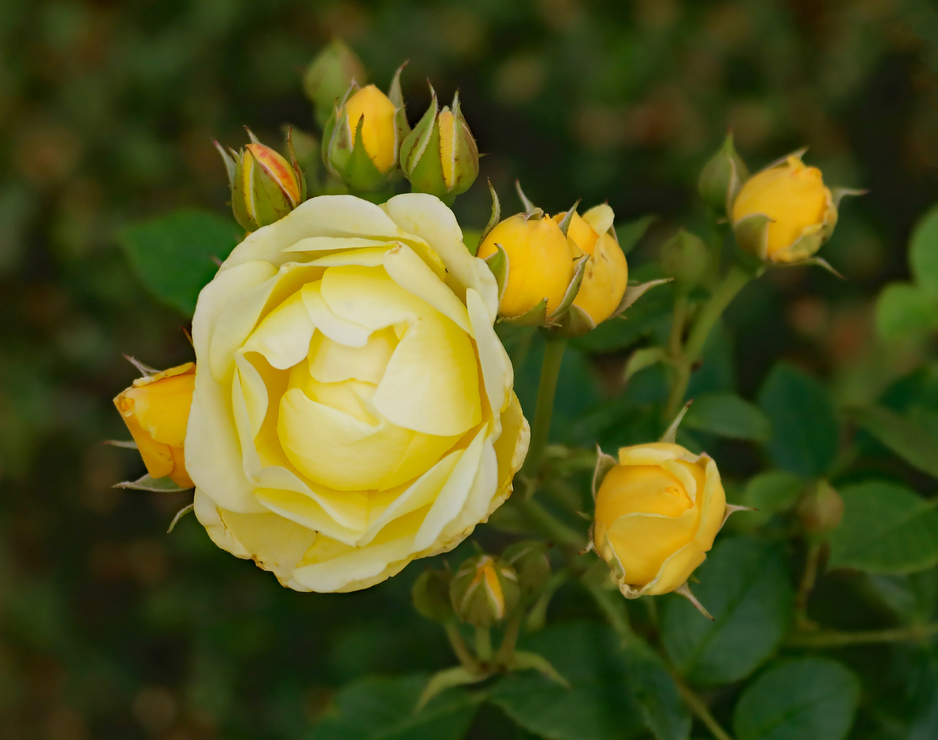 Rose mit viel Nachwuchs