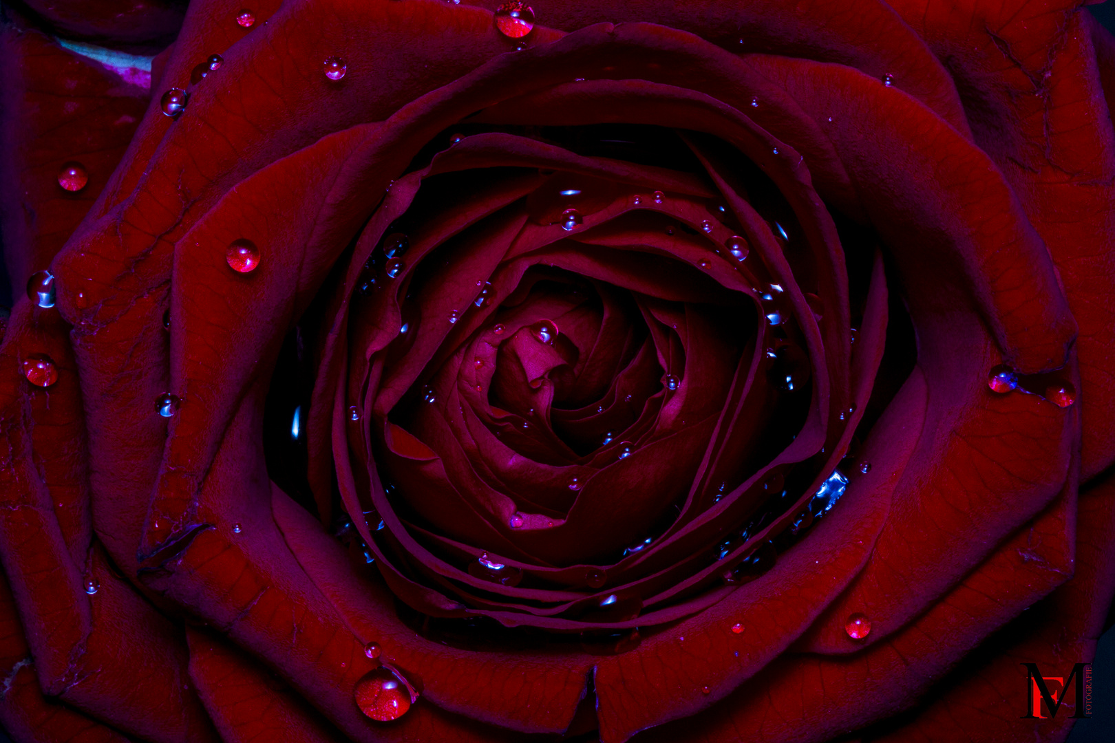 Rose mit Wasser Perlen