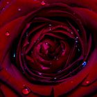 Rose mit Wasser Perlen