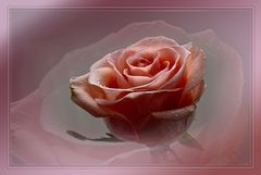 Rose mit Wasserperlen