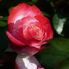 Rose mit Wassertröpfchen.....