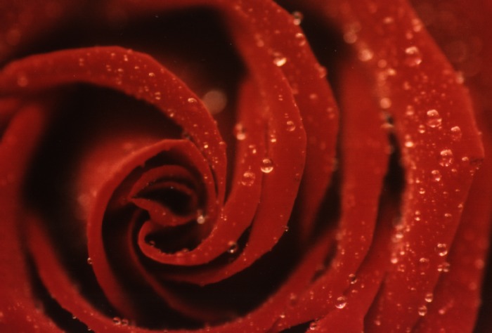 Rose mit Wassertropfen