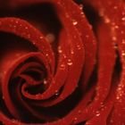 Rose mit Wassertropfen