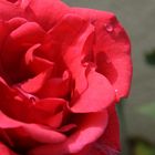 Rose mit Wassertropfen