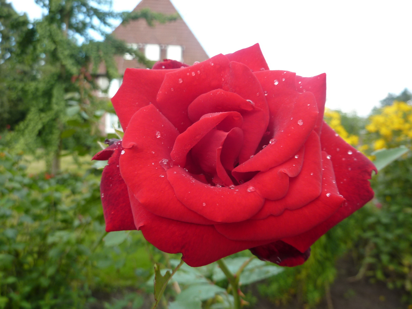 Rose mit Wassertropfen