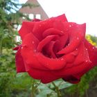Rose mit Wassertropfen