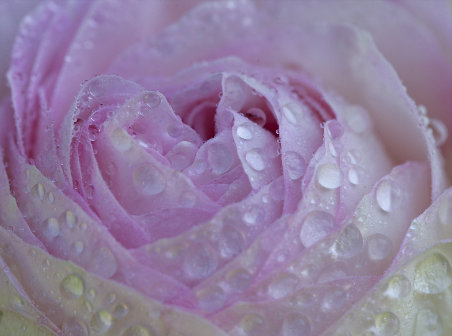 Rose mit Wassertropfen