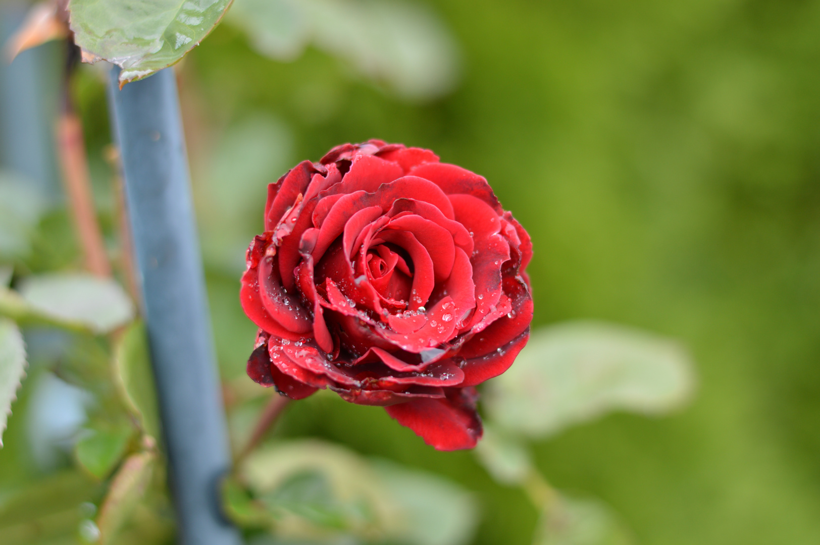 Rose mit Wassertropfen