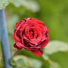 Rose mit Wassertropfen