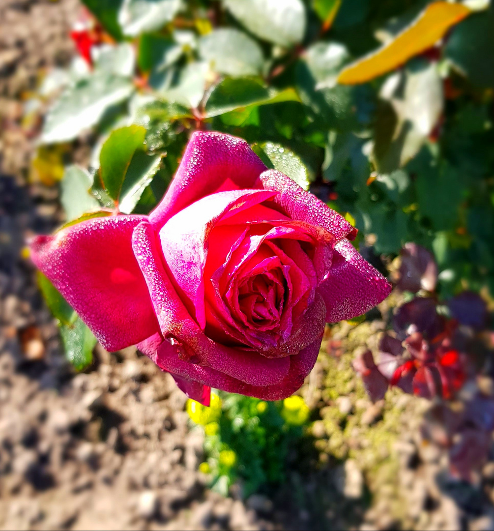 Rose mit Wassertropfen