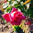 Rose mit Wassertropfen