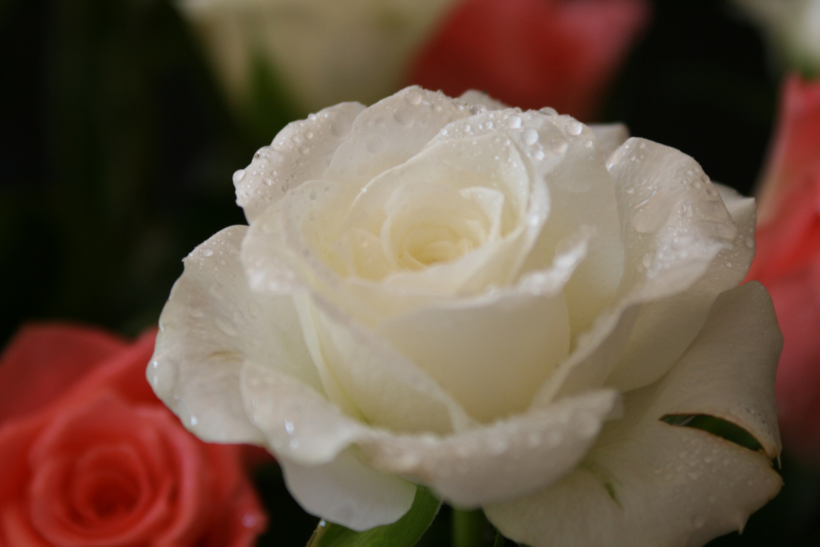 Rose mit Wassertropfen