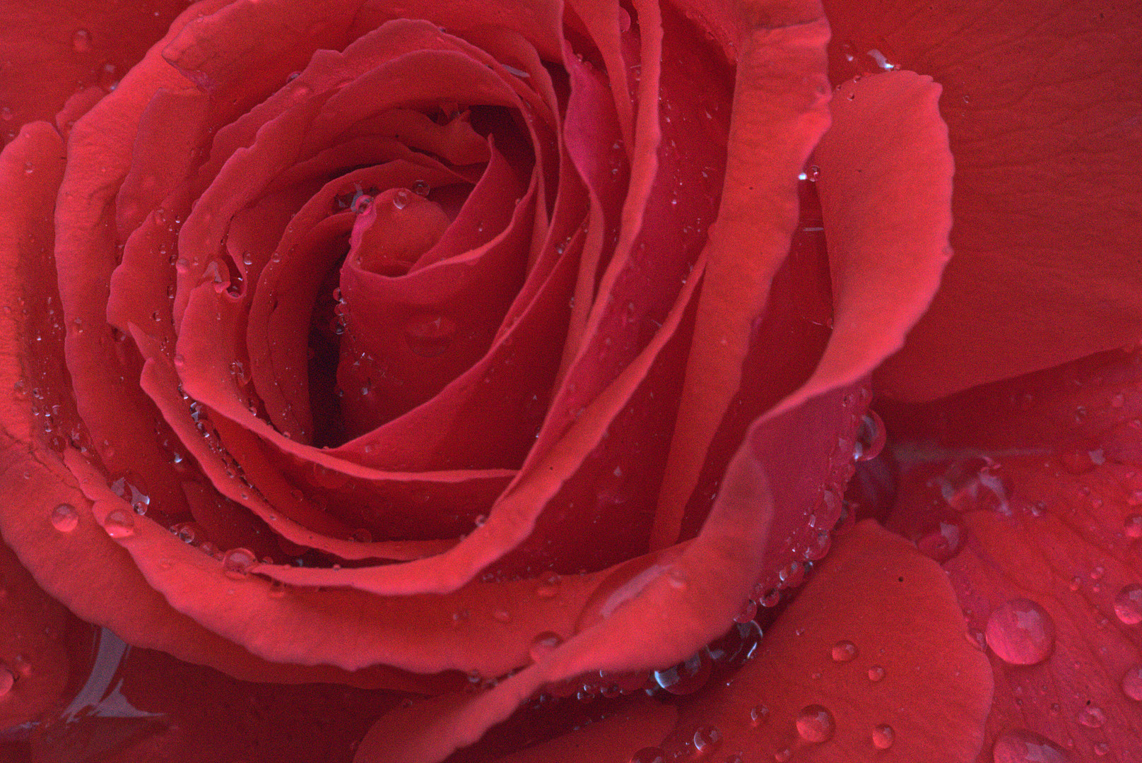 Rose mit Wassertropfen