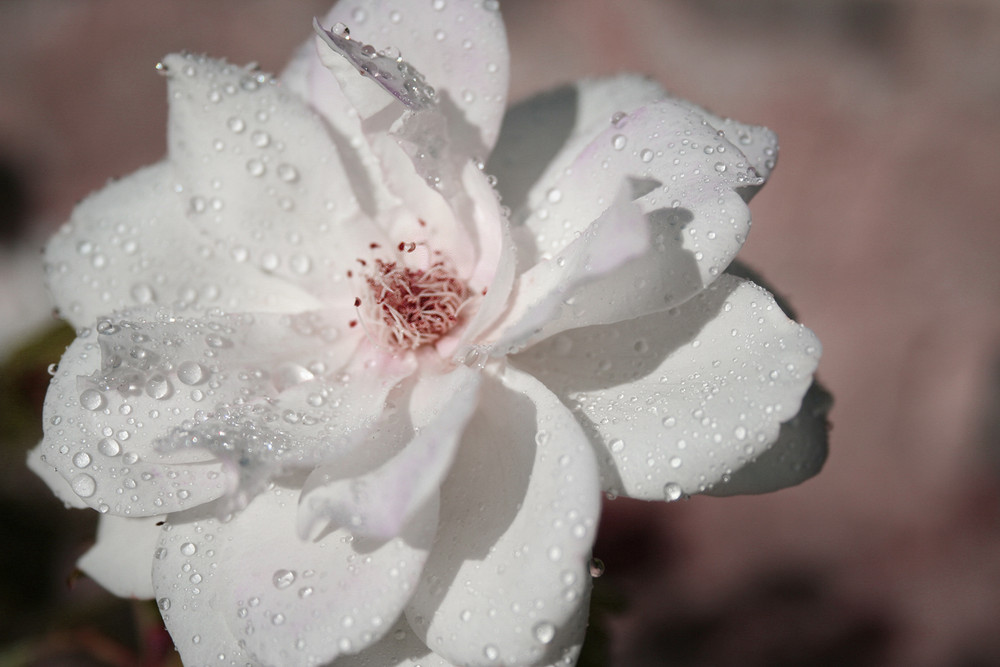 Rose mit Wassertropfen