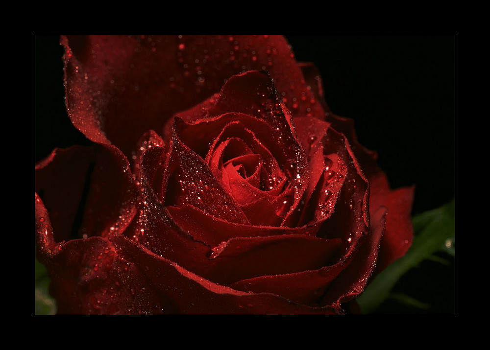 Rose mit Wassertropfen