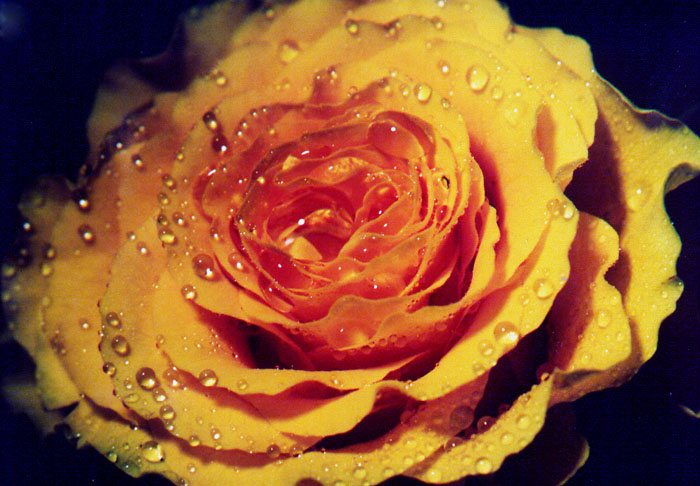 Rose mit Wassertropfen