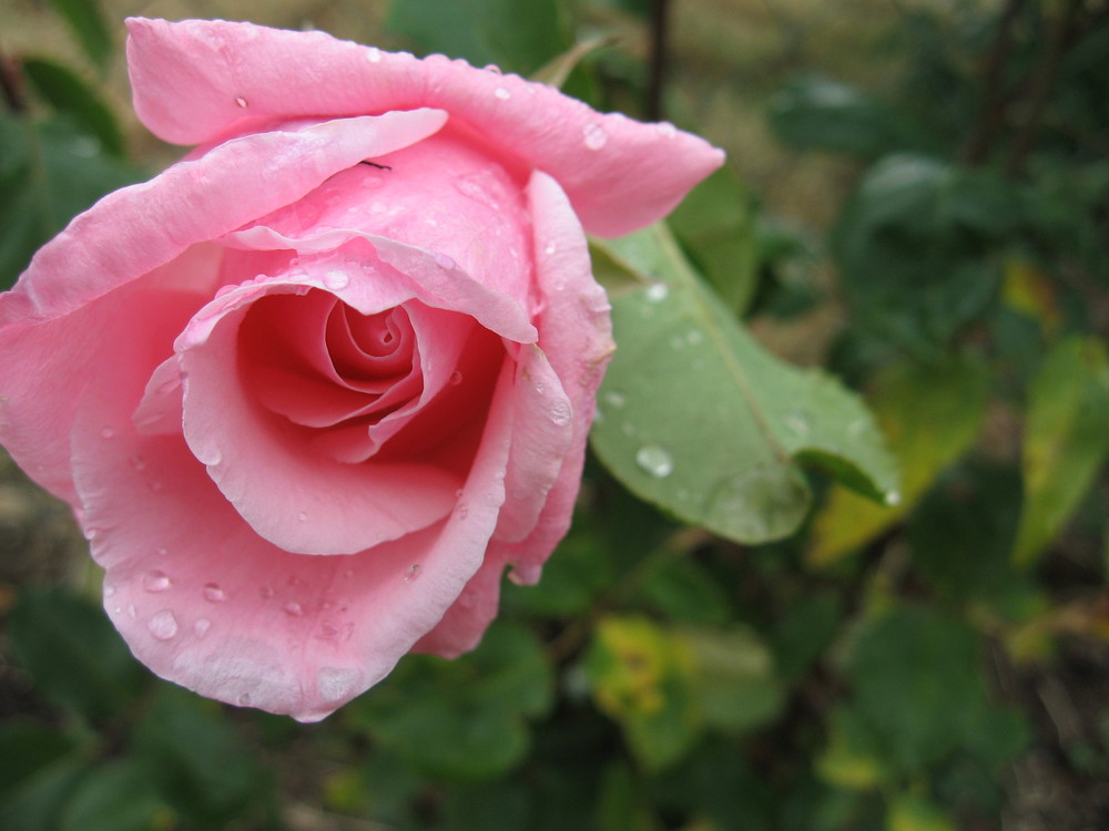 Rose mit Wassertropfen