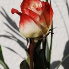 ROSE mit Wassertropfen