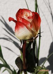 ROSE mit Wassertropfen