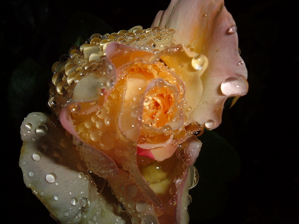 Rose mit Wassertropfen