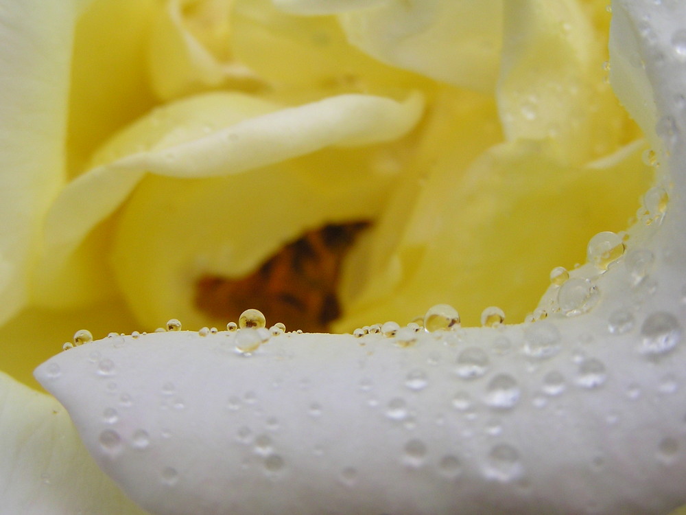 Rose mit Wassertropfen