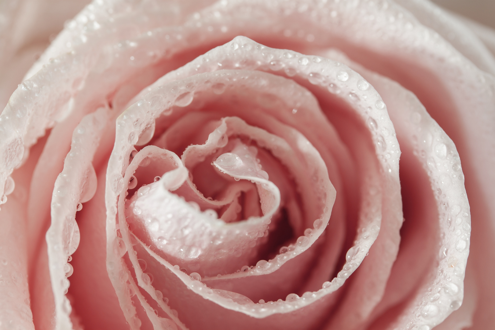 Rose mit Wassertropfen