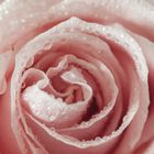 Rose mit Wassertropfen