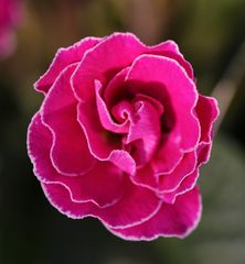 Rose mit weißem Blütenrand