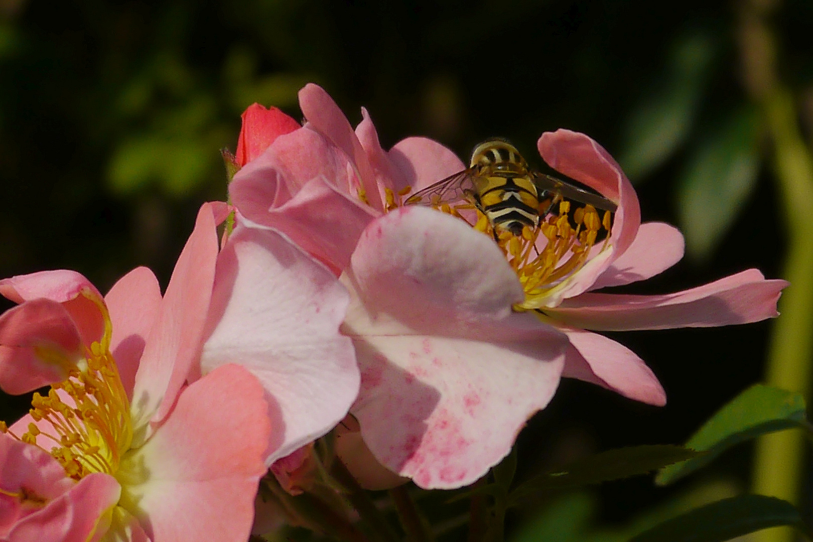 Rose mit Wespe