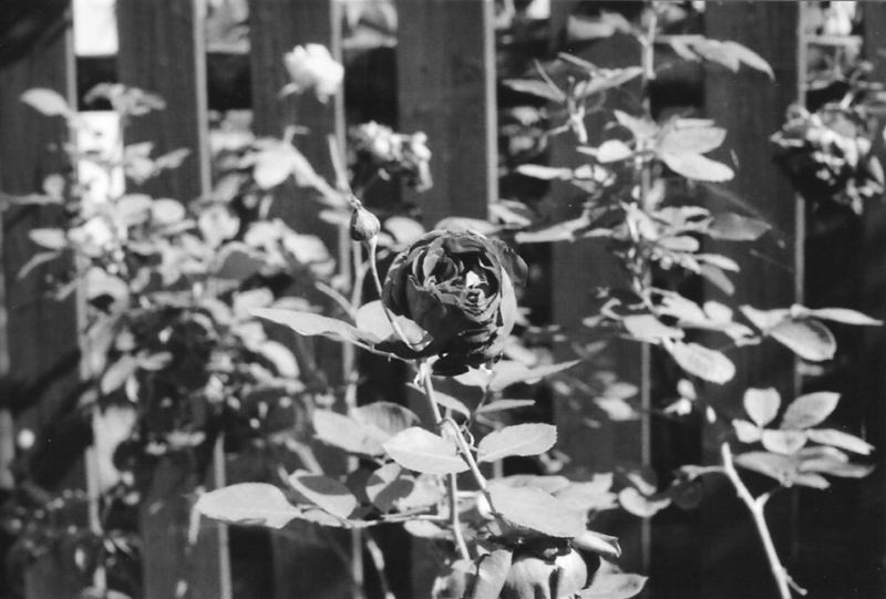 Rose mit Zaun (schwarz/weiss)