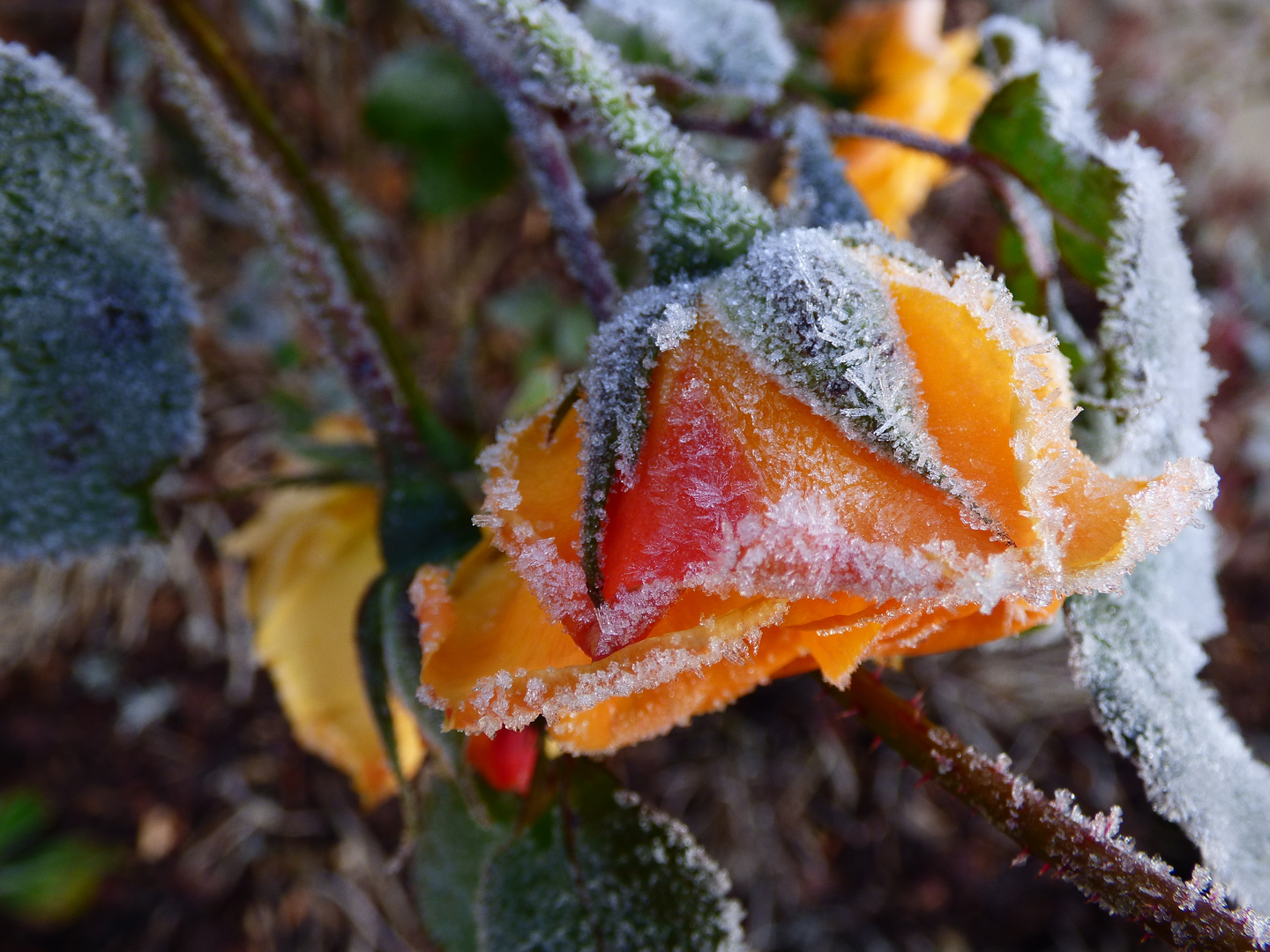 Rose mit Zuckerguss