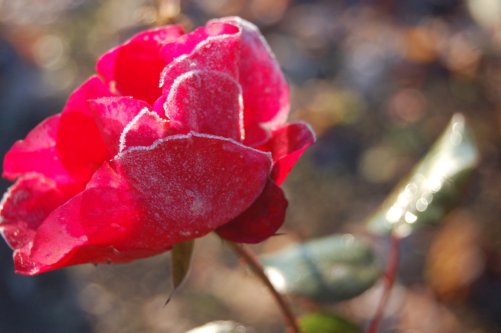 Rose mit Zuckerrand