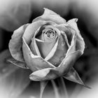 Rose monochrom