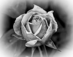 Rose monochrom