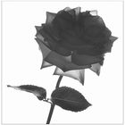 Rose monochrom I