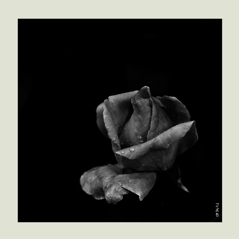 Rose monochrome