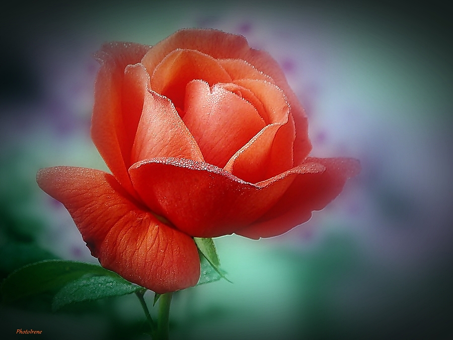 ~ Rose ~ Morgentau ~