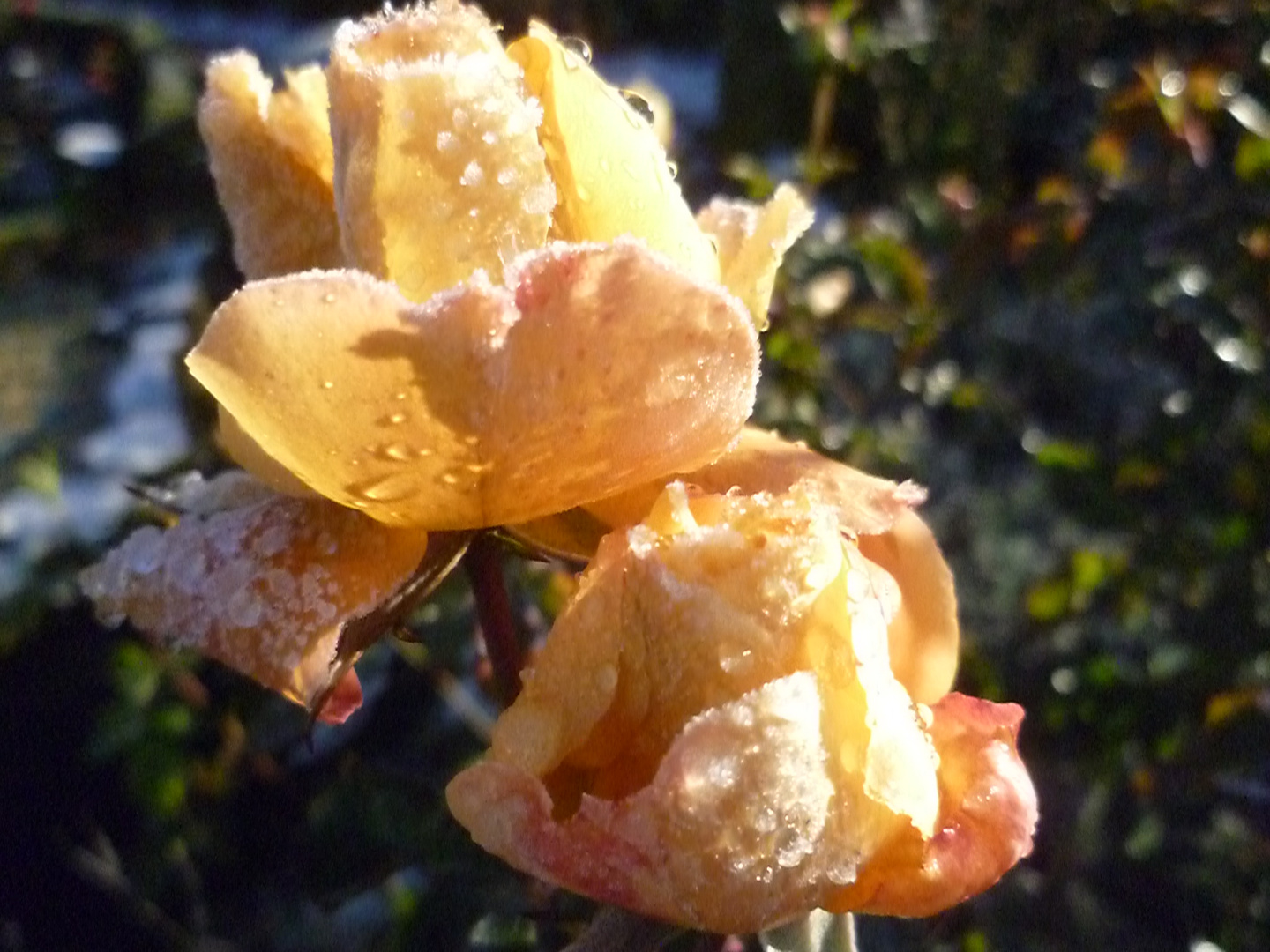 Rose nach dem ersten Frost