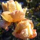 Rose nach dem ersten Frost