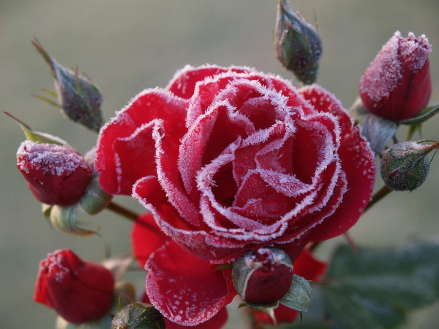 Rose nach dem ersten Frost