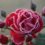 Rose nach dem ersten Frost