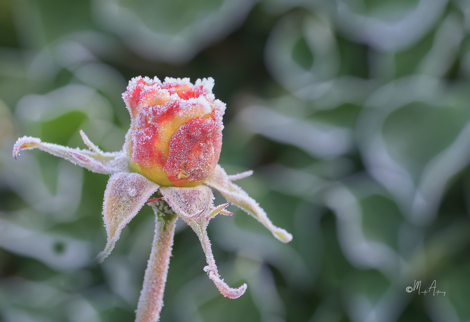 Rose nach dem ersten Frost