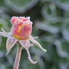 Rose nach dem ersten Frost