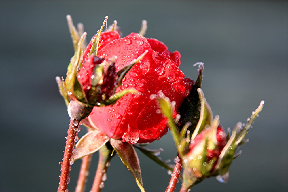 Rose - nach dem ersten Nachtfrost