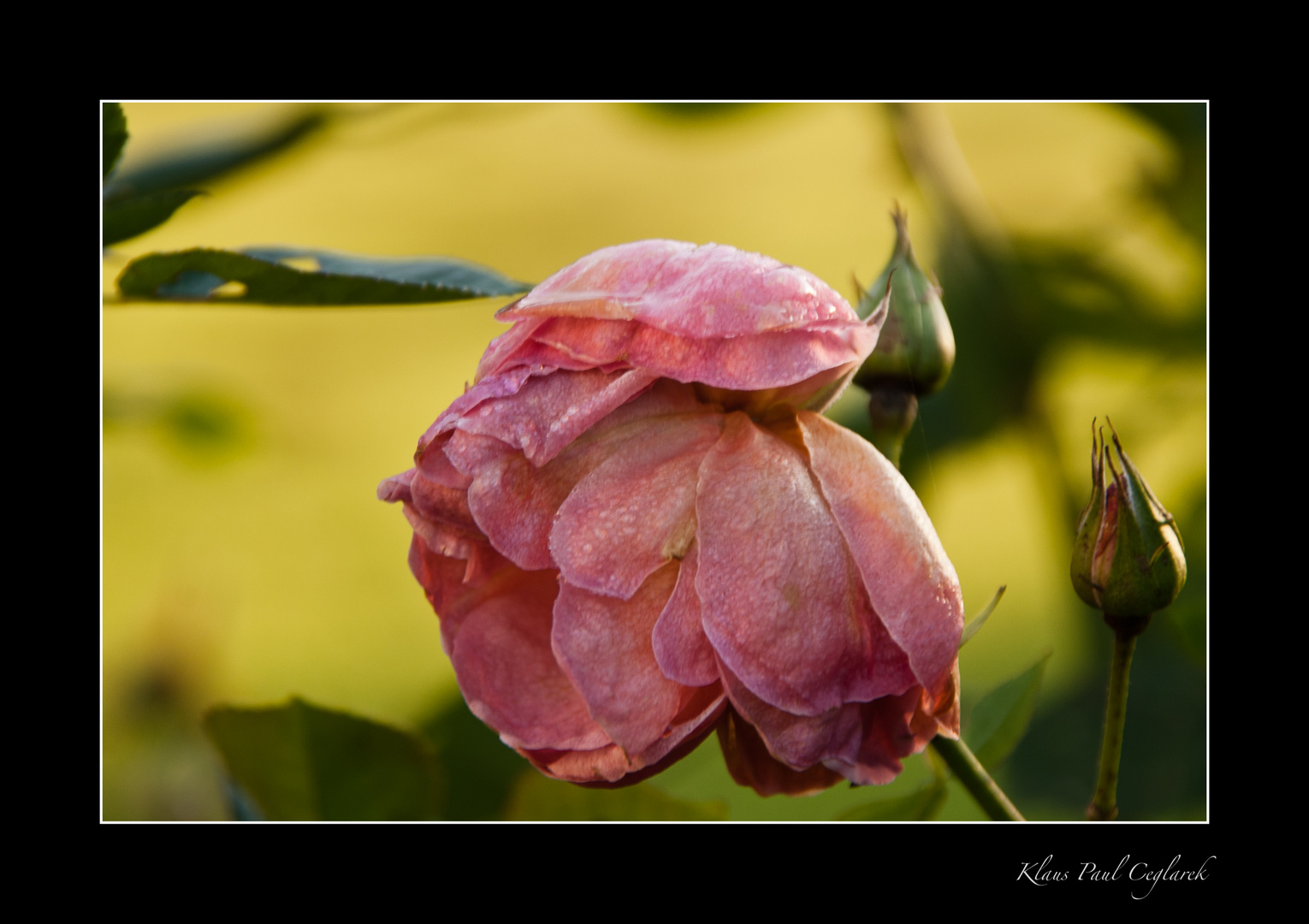 Rose nach dem Frost