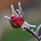 Rose nach dem Frost