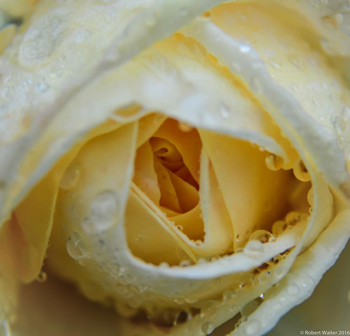 Rose nach dem Gewitter