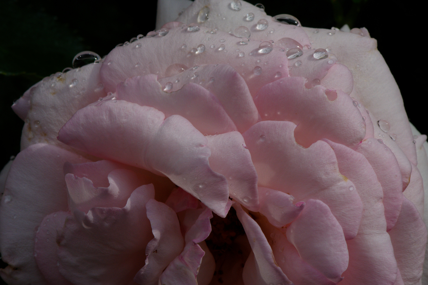 Rose nach dem Gewitter