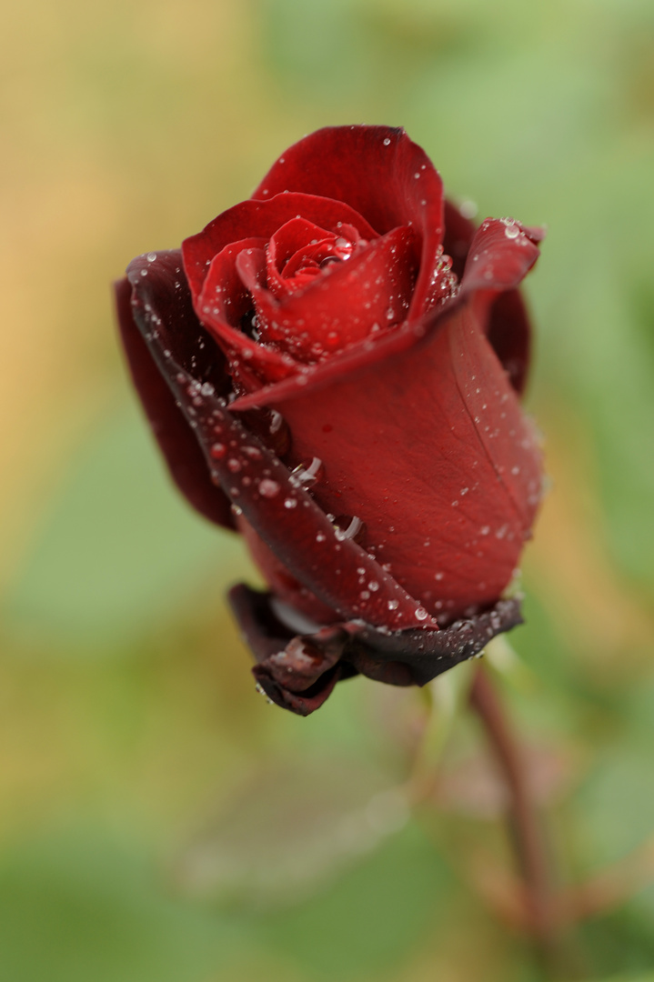 Rose nach dem Gewitterregen